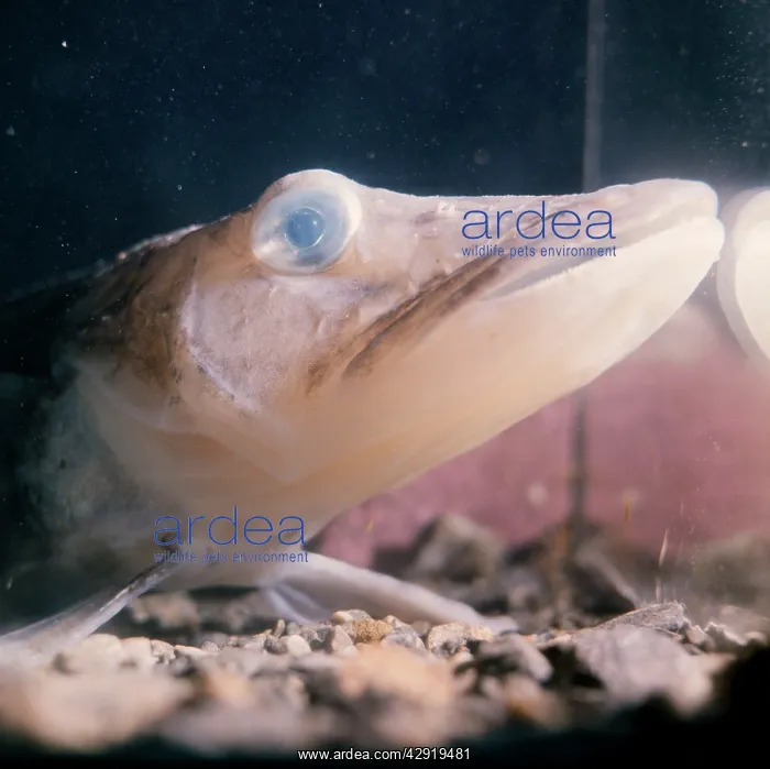 : Ice-fish (Chaenocephalus). Signy Island, Antarctic : Ice-fish (Chaenocephalus). Signy Island, Antarctic