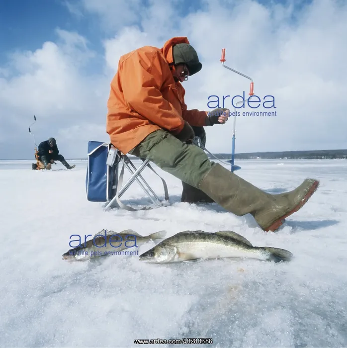 : ICE FISHING - with caught Perch : ICE FISHING - with caught Perch
