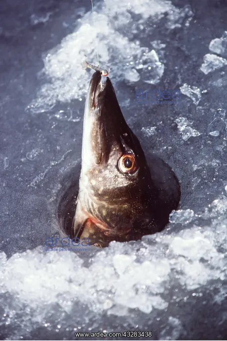 : ICE FISHING / Winter jigging - Pike caught on hook : ICE FISHING / Winter jigging - Pike caught on hook