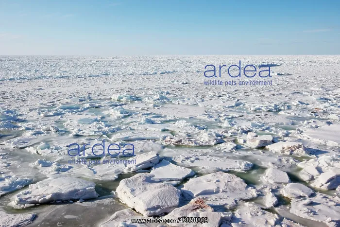  : Ice Floe. Magdalen islands Canada