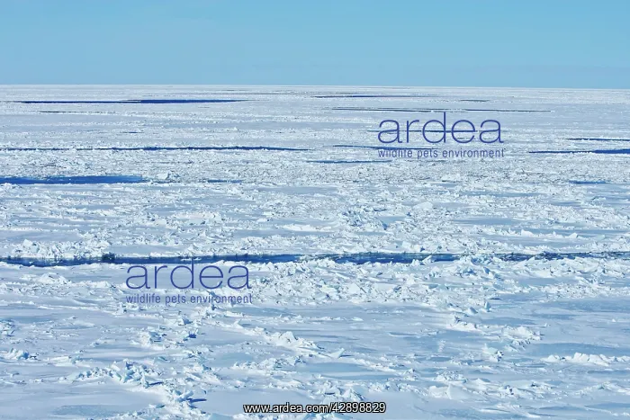  : Ice Floe. Magdalen islands Canada