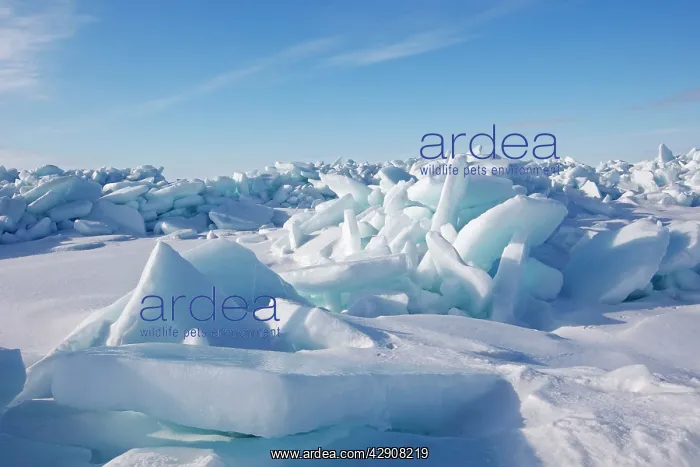  : Ice floe. Magdalen islands, Canada