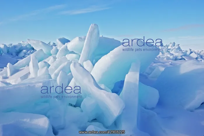  : Ice Floe. Magdalen islands Canada