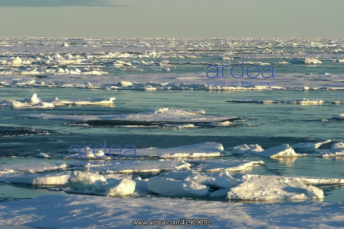 : Ice Floe. North Svalbard, Spitzbergen, Norway : Ice Floe. North Svalbard, Spitzbergen, Norway