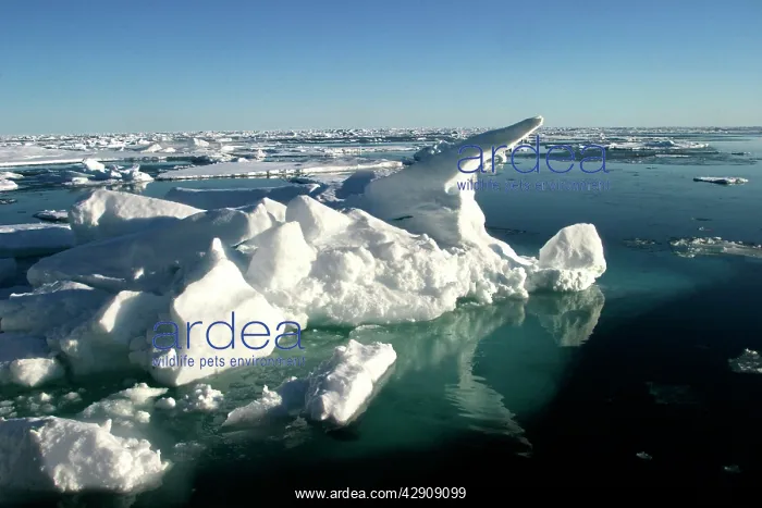 : Ice Floe. North Svalbard, Spitzbergen, Norway : Ice Floe. North Svalbard, Spitzbergen, Norway