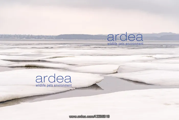 : Ice floe on a frozen lake in the wintertime in D : Ice floe on a frozen lake in the wintertime in D