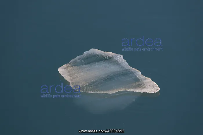 : Ice floe at Lilliehoeoek-Fjord at Krossfjord : Ice floe at Lilliehoeoek-Fjord at Krossfjord