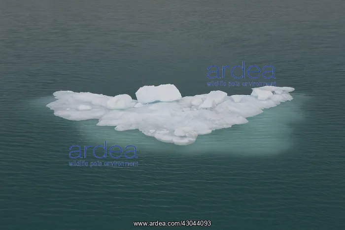 : Ice floe in Magdalenefjord - Scalbard, Norway : Ice floe in Magdalenefjord - Scalbard, Norway
