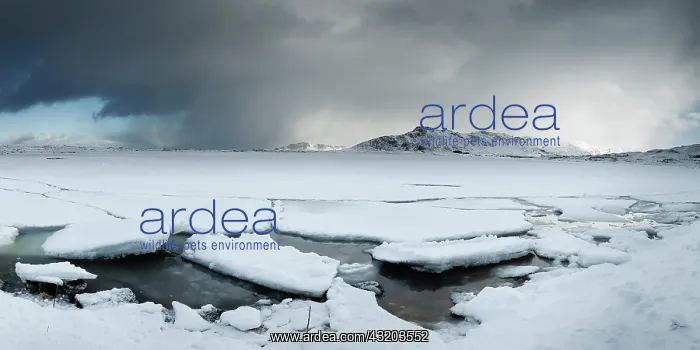 : Ice floe on the shore, Vestvagoya, Lofoten, Norway : Ice floe on the shore, Vestvagoya, Lofoten, Norway