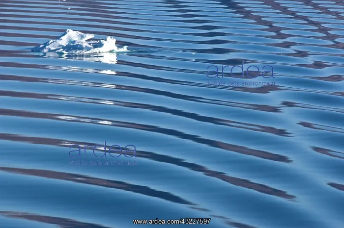 : Ice flows, Greenland Sea, East Coast of : Ice flows, Greenland Sea, East Coast of