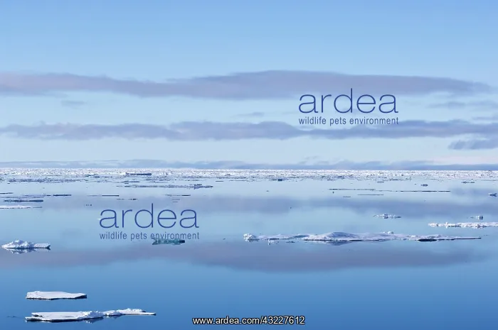 : Ice flows, Greenland Sea, East Coast of : Ice flows, Greenland Sea, East Coast of