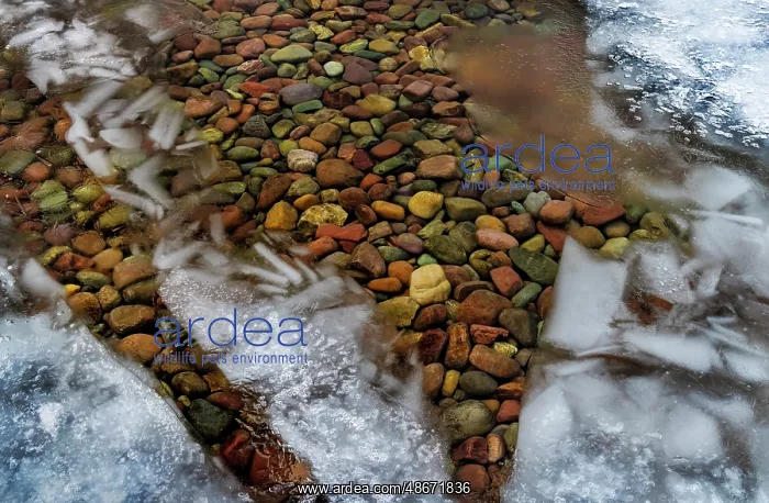 : Ice formations above the colorful rocks along the shore of : Ice formations above the colorful rocks along the shore of