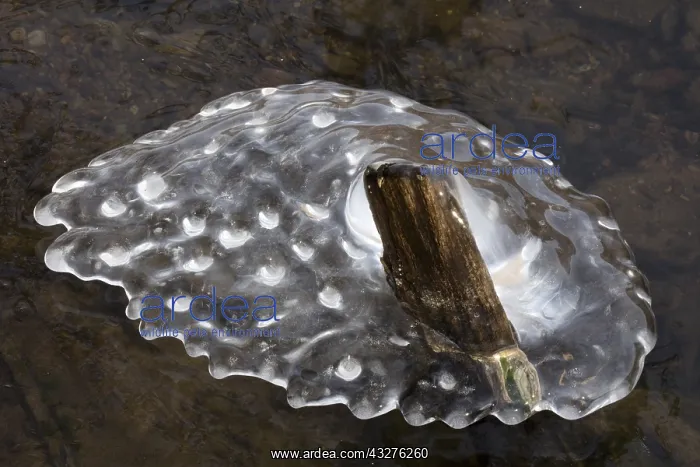 : Ice, formed at edge of lake, Maryland : Ice, formed at edge of lake, Maryland