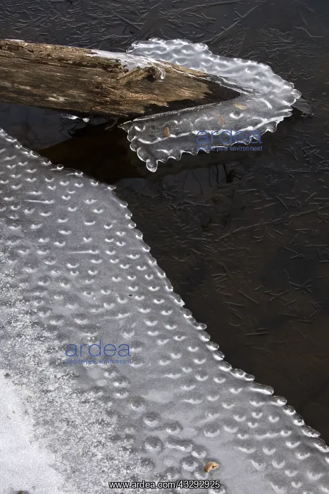 : Ice, formed at edge of lake, Maryland : Ice, formed at edge of lake, Maryland