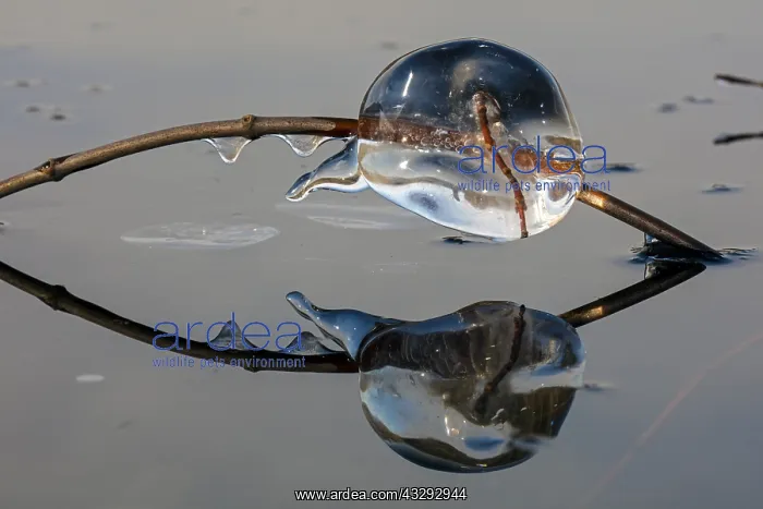  : Ice, formed at edge of lake, Maryland