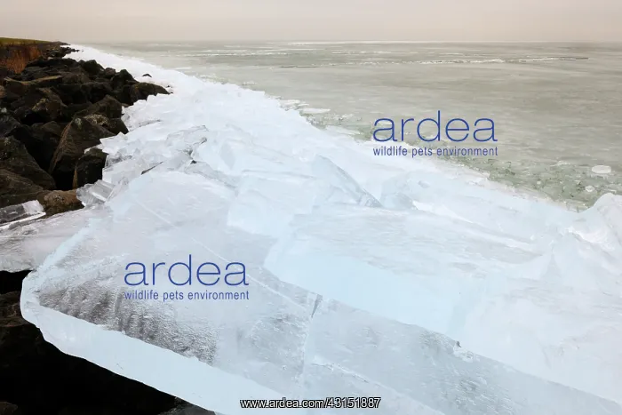 : Ice forming pushing up against dikes : Ice forming pushing up against dikes
