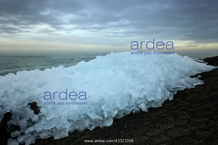 : Ice forming pushing up against dikes : Ice forming pushing up against dikes
