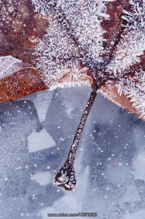 : Ice and frost crystals on fallen leaf : Ice and frost crystals on fallen leaf