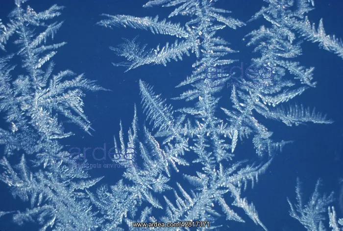  : Ice  /  frost patterns on window