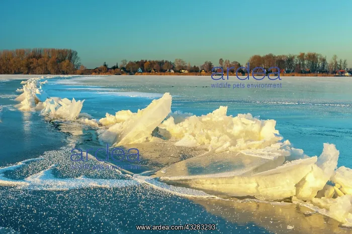 : Ice on the frozen Dummer in winter, Lembruch, Lower : Ice on the frozen Dummer in winter, Lembruch, Lower