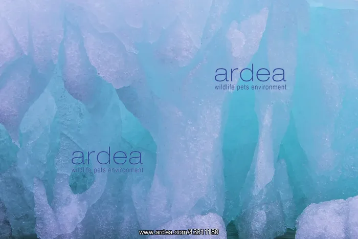 : Ice at Glacier Samarinbreen in the Hornsund - Svalbard : Ice at Glacier Samarinbreen in the Hornsund - Svalbard