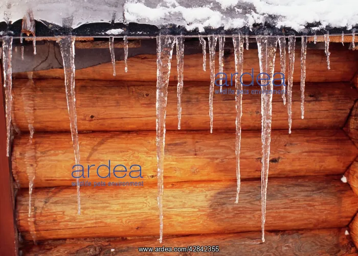 : ICE - Icicles on log cabin : ICE - Icicles on log cabin