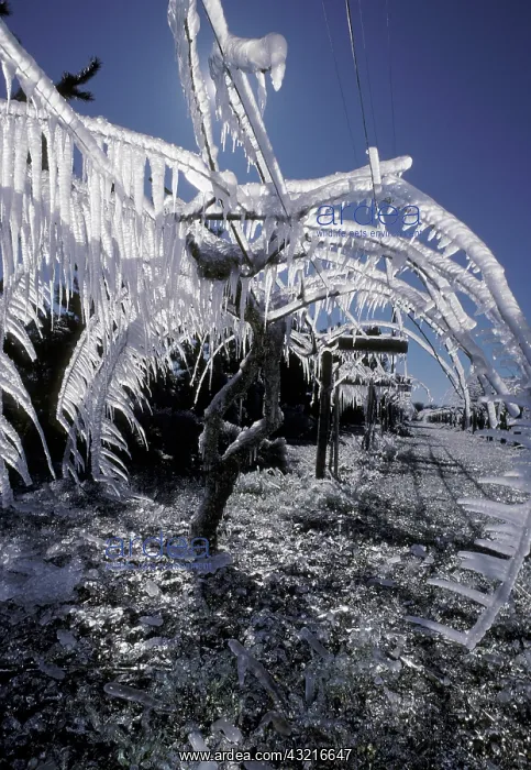 : Ice on Kiwi Vines : Ice on Kiwi Vines