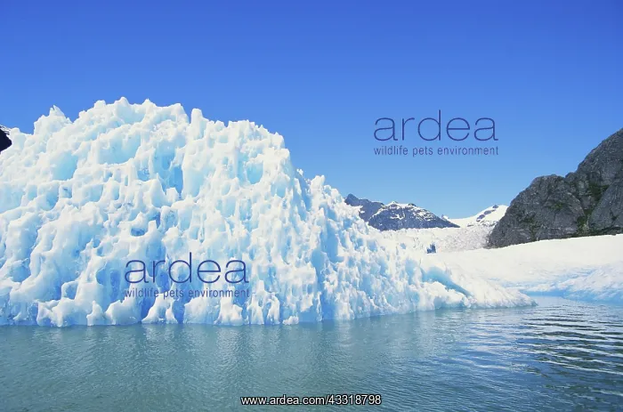 : Ice at LeConte Glacier, Alaska : Ice at LeConte Glacier, Alaska