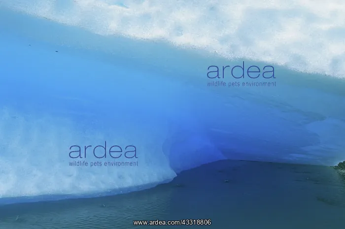 : Ice at LeConte Glacier, Alaska : Ice at LeConte Glacier, Alaska