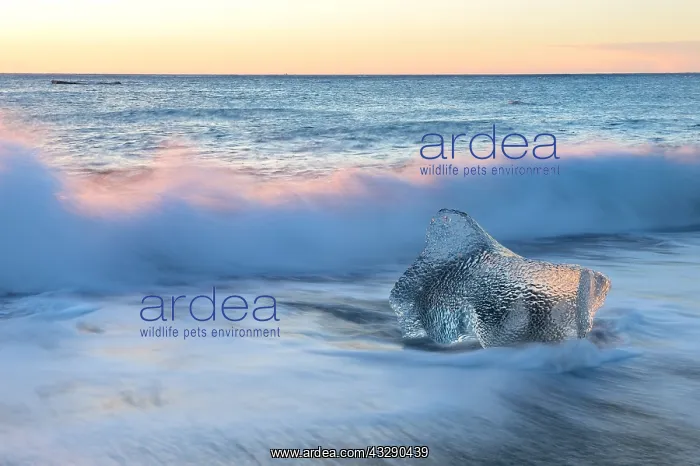 : Ice lying on the black volcanic beach in icelan : Ice lying on the black volcanic beach in icelan