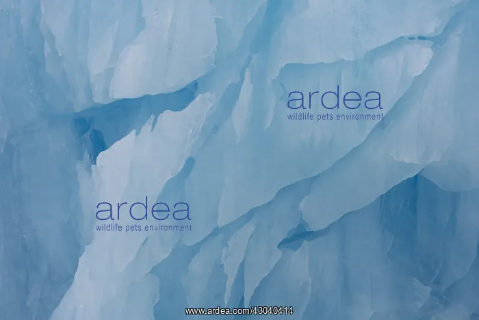  : Ice at Monacobreen - Svalbard - Norway
