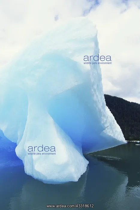 : Ice near LeConte Glacier : Ice near LeConte Glacier