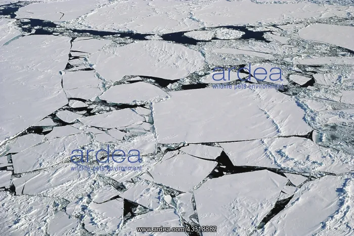 : Ice Pack, Eastern Canada : Ice Pack, Eastern Canada