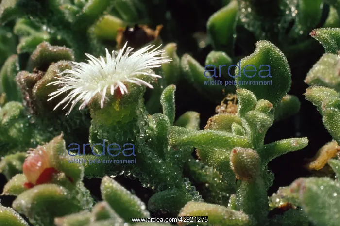 : Ice Plant (Mesembryanthemum crystallinum). San Martin Island, Mexico : Ice Plant (Mesembryanthemum crystallinum). San Martin Island, Mexico