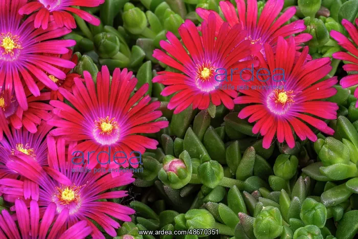 : Ice plant : Ice plant