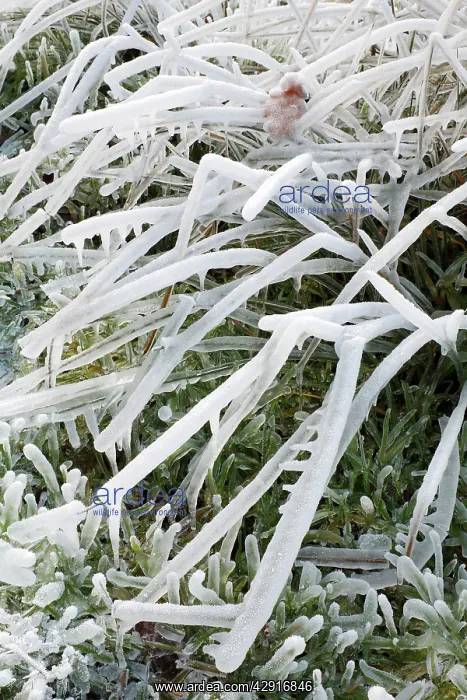 : Ice Rain - on grass : Ice Rain - on grass