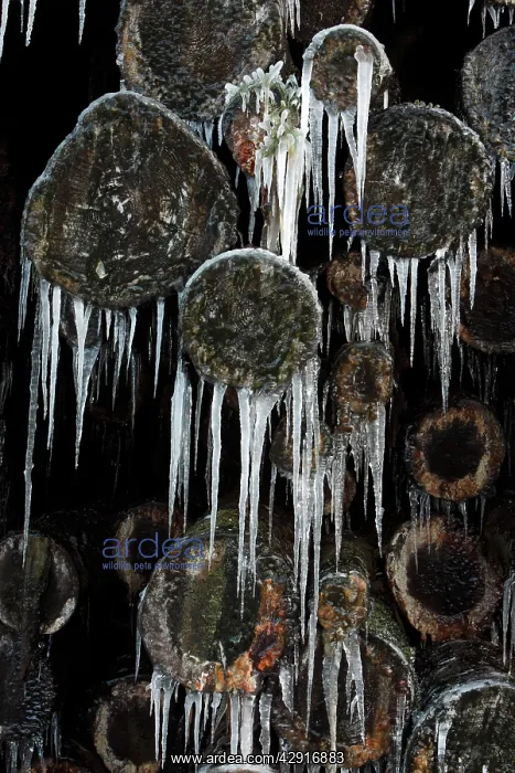 : Ice Rain - icicles on stacked tree logs : Ice Rain - icicles on stacked tree logs