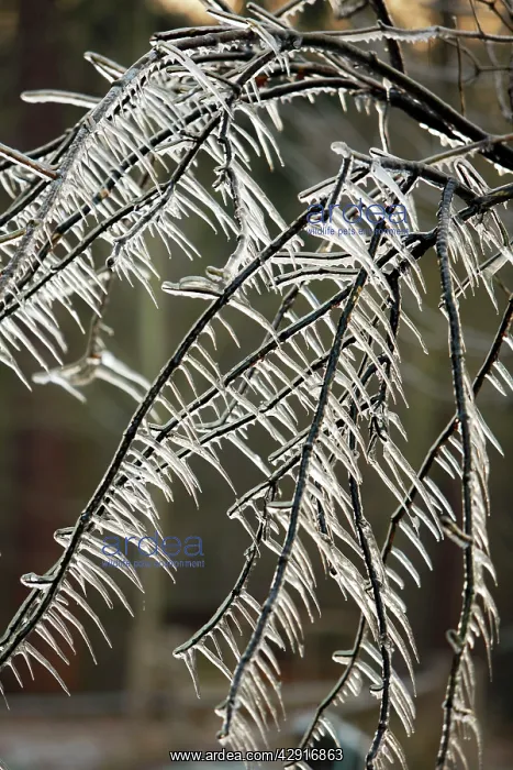 : Ice Rain - icicles on tree branches : Ice Rain - icicles on tree branches