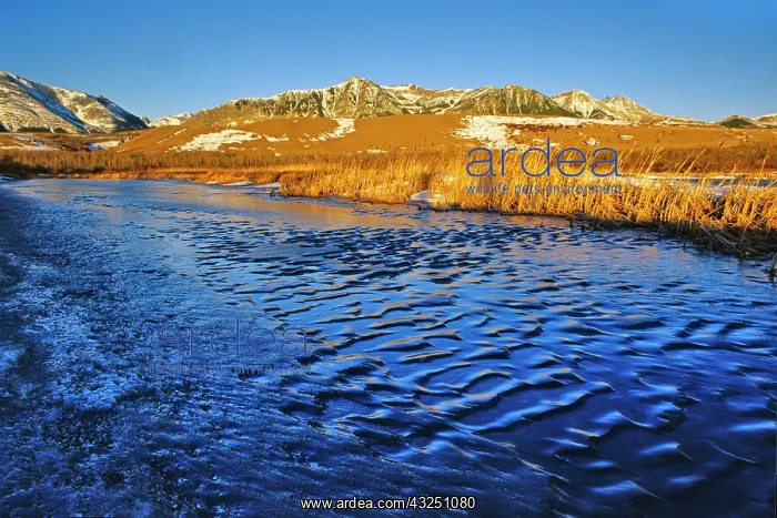 : Ice Ripples on pond in Waterton Lakes National : Ice Ripples on pond in Waterton Lakes National