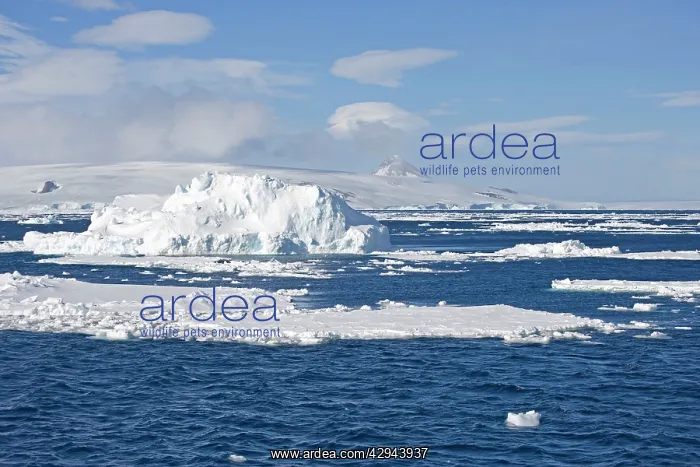 : Ice scenics - With iceberg and ice floes : Ice scenics - With iceberg and ice floes
