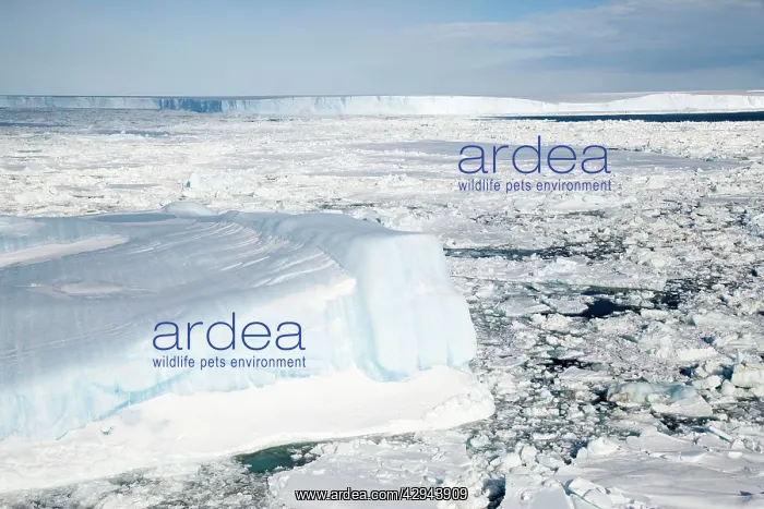 : Ice scenics - With pack ice and shelf - The Weddle : Ice scenics - With pack ice and shelf - The Weddle