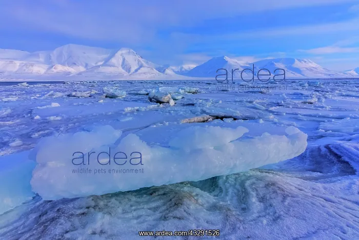 : Ice sculptures - stranded ice sculptures and ice floes on th : Ice sculptures - stranded ice sculptures and ice floes on th