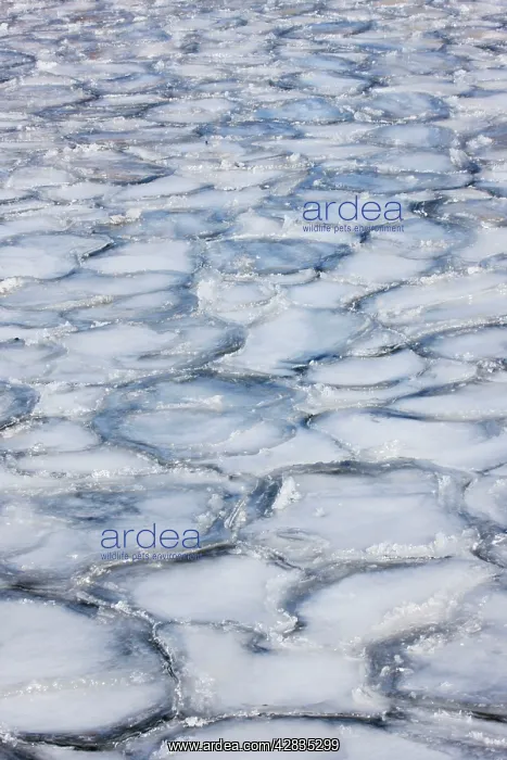 : Ice on Seneca Lake : Ice on Seneca Lake