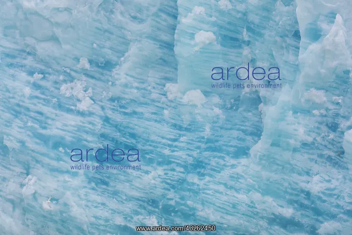 : Ice at the Smeerenburgbreen in Bjornfjord - Svalbard : Ice at the Smeerenburgbreen in Bjornfjord - Svalbard