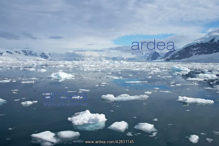: Ice Strewn Bay : Ice Strewn Bay