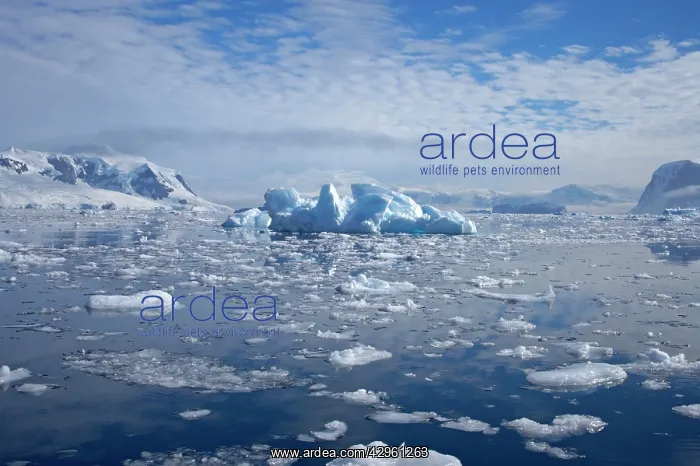 : Ice strewn bay : Ice strewn bay