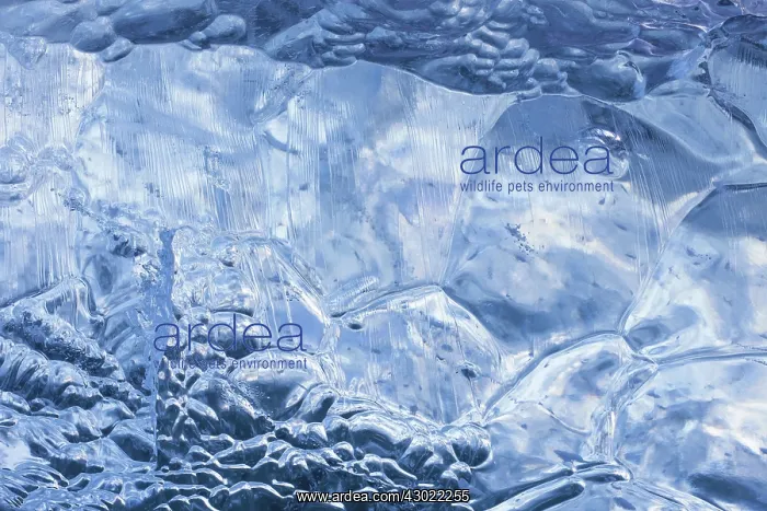 : Ice Structures : Ice Structures