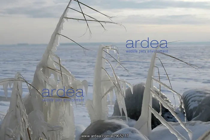 : Ice structures on reed : Ice structures on reed
