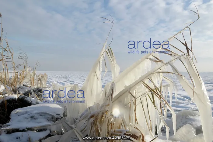 : Ice structures on reed : Ice structures on reed