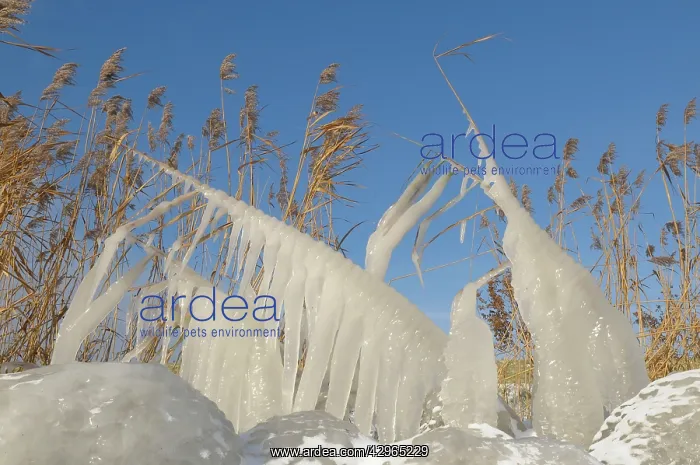 : Ice structures on reed : Ice structures on reed